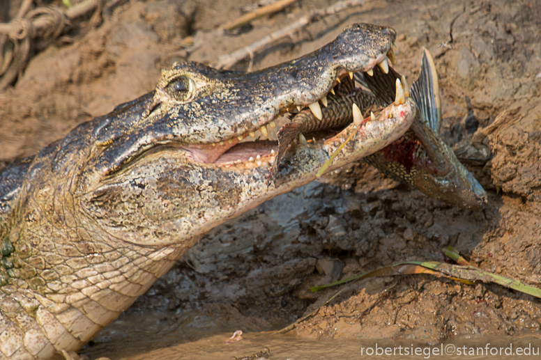 caiman with fish